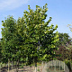Tilia americana 'Nova' 20-25 HO draadkluit