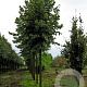 Tilia americana 'Nova' 25-30 HO draadkluit