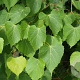 Tilia amurensis 6-8 HO draadkluit