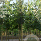 Tilia cordata 350-400 cm draadkluit meerstammig op aanvraag