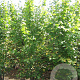 Tilia cordata 700-800 cm draadkluit meerstammig