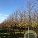 Tilia cordata 'Greenspire' 25-30 HO draadkluit