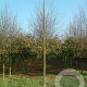 Tilia cordata 'Greenspire' 25-30 HO draadkluit