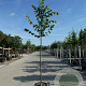 Tilia europaea 'Pallida' 60-70 HO draadkluit 250 cm stam