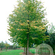 Tilia europaea 'Zwarte Linde' 50-60 HO draadkluit 250 cm stam