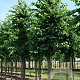 Tilia flavescens 'Glenleven' 25-30 HO draadkluit 250 cm stam