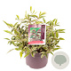 Leucothoe f. Whitewater 25-30 cm 5,0L