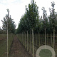 Tilia plat. 'Zelzate' 6-8 HO draadkluit
