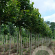 Tilia plat. 'Zelzate' 12-14 HO draadkluit