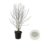 Magnolia loebneri 'Wildcat' 170-200 cm cont. 55L extra