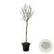Magnolia 'Pink Beauty' 120 cm stam cont. 55L extra