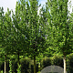 Ulmus 'Columella' 35-40 HO draadkluit