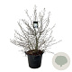 Magnolia stellata 100-125 cm cont. 55L extra