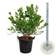 Magnolia stellata 100-125 cm cont. 55L extra