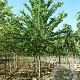 Ulmus minor 'Wanoux' 700-800 cm draadkluit meerstammig