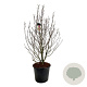 Magnolia 'Susan' 170-200 cm cont. 55L extra