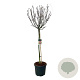 Magnolia 'Susan' 120 cm stam cont. 55L extra