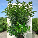 Viburnum tin. 'Lucidum' 300-350 cm draadkluit struik