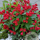 Weigela All Summer Red 60-80 cm 40L struik