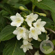 Weigela 'Candida' 100-125 cm 15L struik