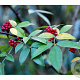Zanthoxylum alatum planispinum 18-20 HO draadkluit