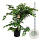 Parrotia persica 150-175 cm cont. 55L extra