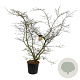 Parrotia persica 150-175 cm cont. 55L extra