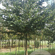 Zelkova serrata 25-30 HO draadkluit