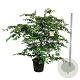 Parrotia persica 170-200 cm cont. 55L extra