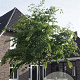 Zelkova serrata Green Vase 30-35 HO draadkluit 250 cm stam