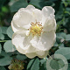 Rosa rugosa 'Alba' 80-100 cm 10L