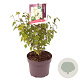 Philadelphus 'Lemoinei' 25-30 cm 3,0L