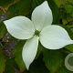 Cornus 'Blooming White Tetra' 80-100 cm 10L