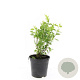 Philadelphus 'Manteau d'Hermine' GM 1.5