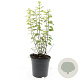 Philadelphus 'Manteau d'Hermine' GM 1.5