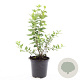 Philadelphus 'Manteau d'Hermine' GM 1.5