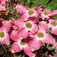 Cornus fl. 'Rutnut' 80-100 cm 20L