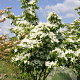Cornus Galaxy 250-300 cm draadkluit struik