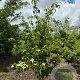 Cornus k. 'Schmetterling' 200-250 cm draadkluit struik