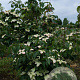 Cornus k. 'Teutonia' 200-250 cm draadkluit struik