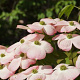 Cornus 'Rutgan' 500-550 cm draadkluit struik
