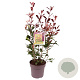 Photinia fraseri 'Red Robin' 60-70 cm 10L