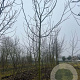 Juglans r. 'Bella Maria' 20-25 HO draadkluit