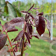 Juglans r. 'Purpurea' 6-8 HO draadkluit