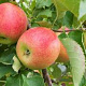 Malus d. Bougie 10-12 HO draadkluit LEIVORM 200 cm stam