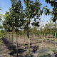Malus d. Dubbele Bellefleur 18-20 HO draadkluit