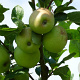 Malus d. 'Greensleeves' 25-30 HO draadkluit 250 cm stam