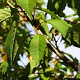 Prunus a. 'John Frost' 20-25 HO draadkluit