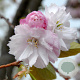 Prunus incisa 'February Pink' 450-500 cm draadkluit struik