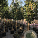 Prunus l. 'Novita' 10-12 HO 15L